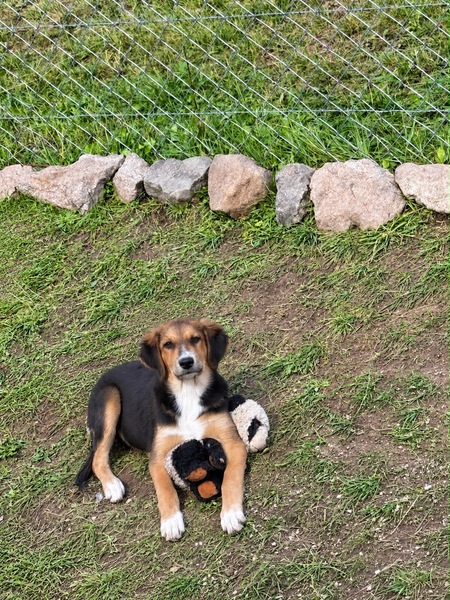 Adopter Teddy