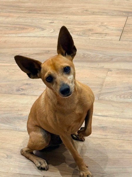 Adopter Peter