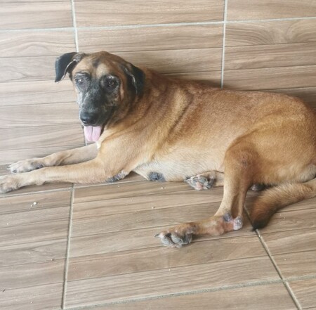 Adopter Loba