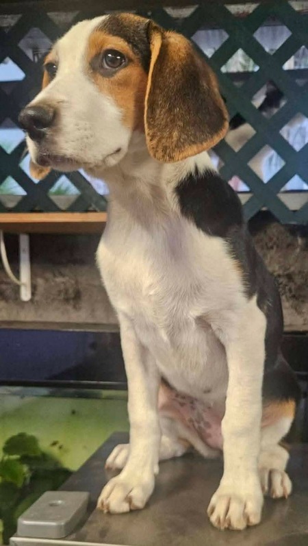 Adopter Celeste