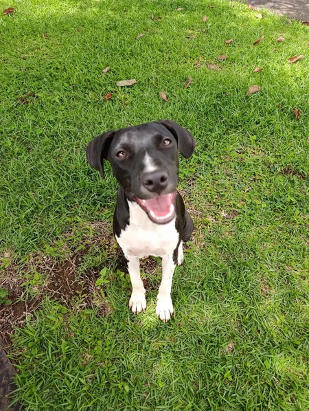 Adopter Bora