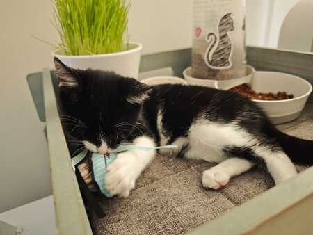 Adopter Nox