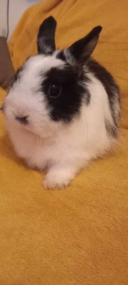 Adopter Chouquette