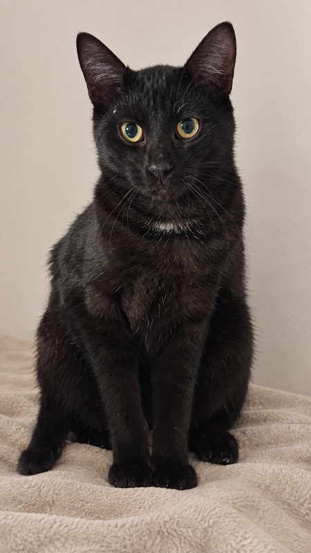 Adopter Robert le Pot de Colle