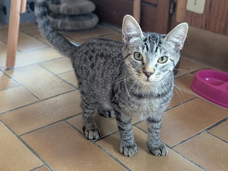 Adopter BAMBI