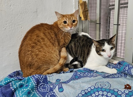Adopter Pipo et Felipe