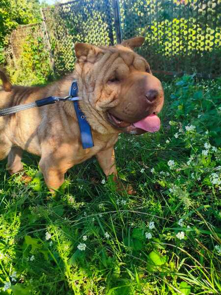 Adopter Tom 