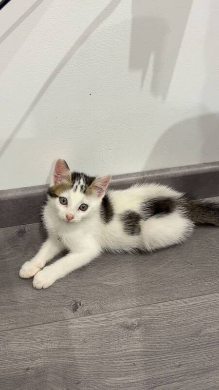 Adopter Loki