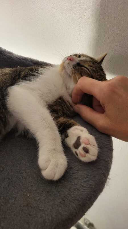 Adopter Alaska