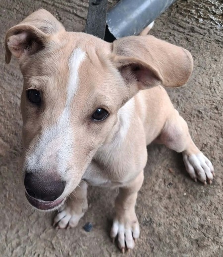 Adopter Biscuit