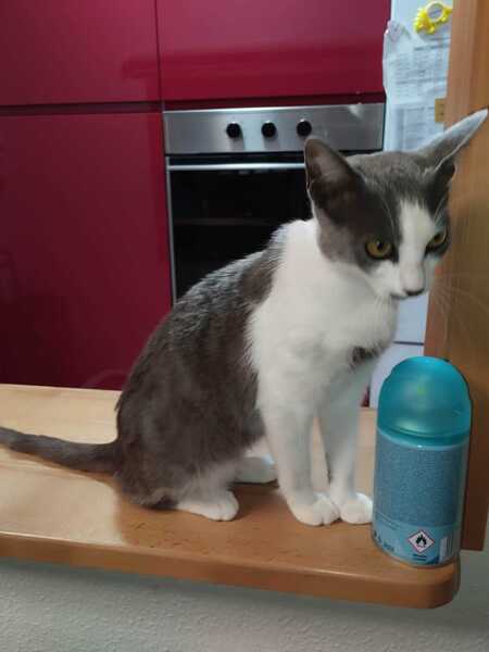 Adopter Leti