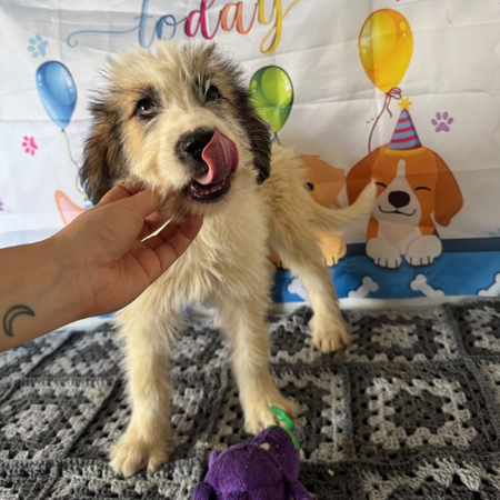 Adopter Jazz