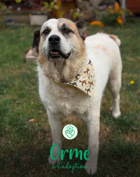 Adopter Orme
