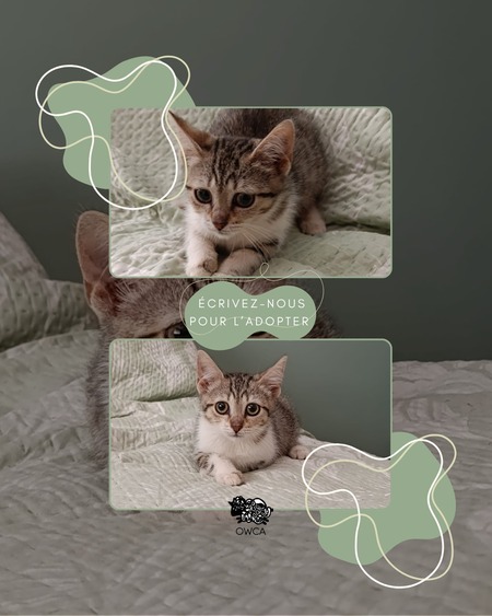 Adopter Chipie
