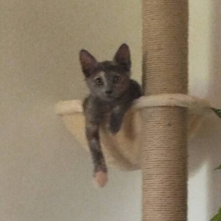Adopter MERVEILLE