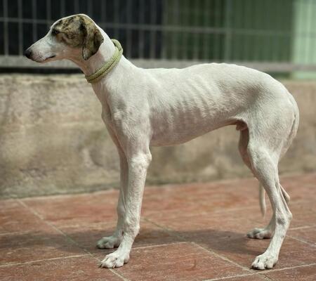Adopter Romy