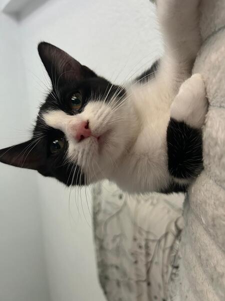Adopter Fraise