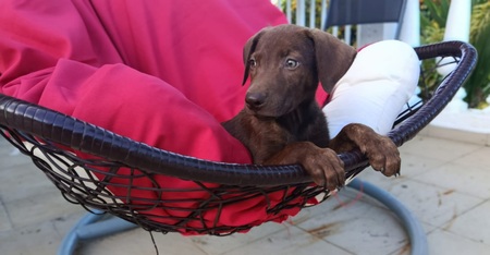 Adopter Rusty