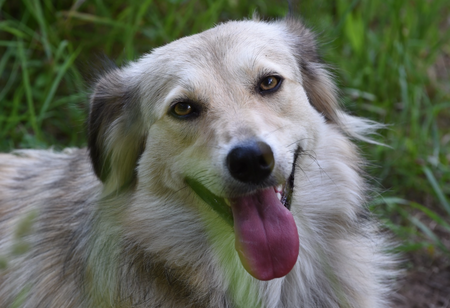 Adopter Blanca