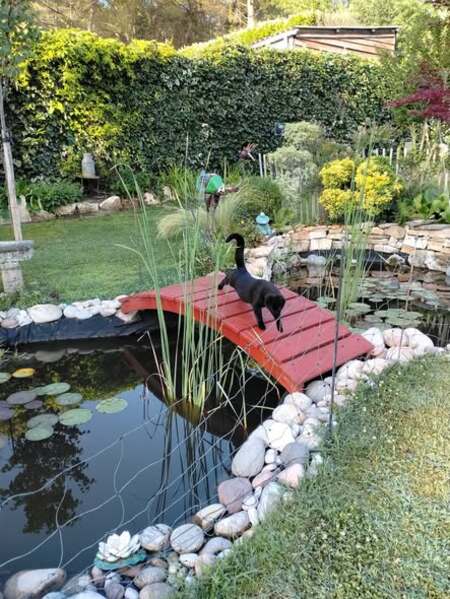 Adopter Minou