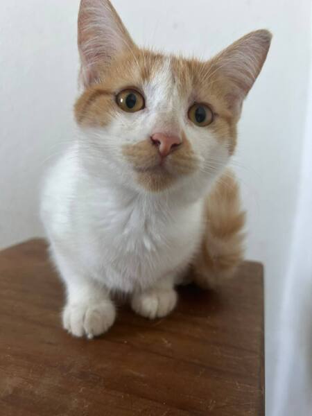 Adopter LOLA