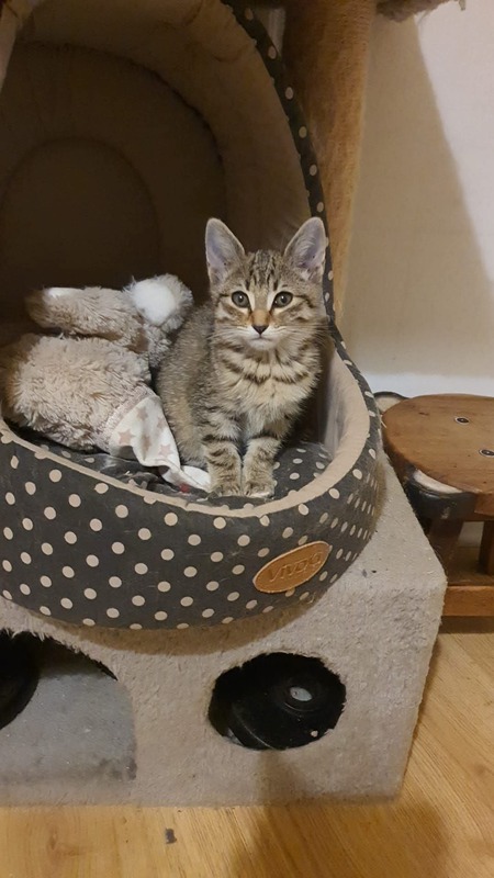 Adopter Zinia
