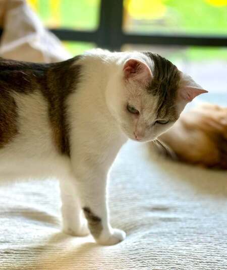 Adopter Petit pain