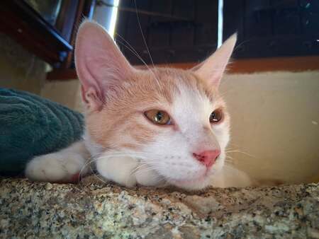 Adopter Brownie
