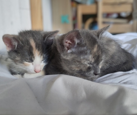 Adopter Lumi et Sélène
