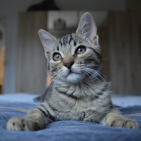 Adopter Chopper