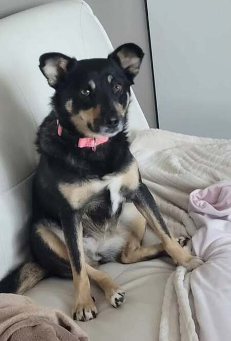 Adopter Talya