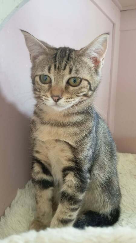Adopter MATCHA