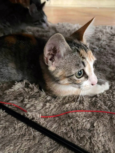 Adopter CLOE