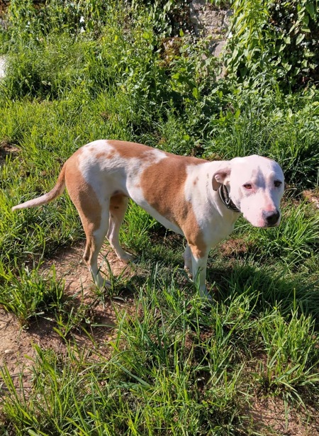 Adopter Romy