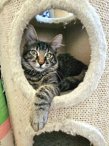Adopter Ceylon 