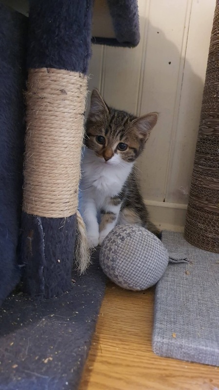 Adopter Bulle