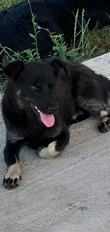 Adopter Nerra