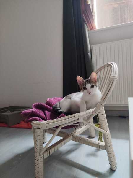 Adopter Champignon
