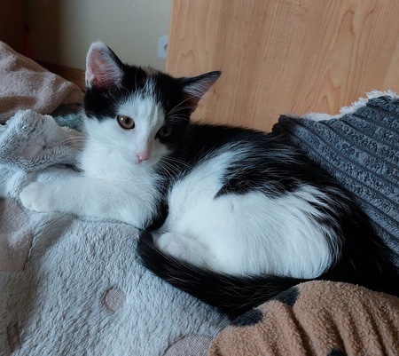 Adopter Billy
