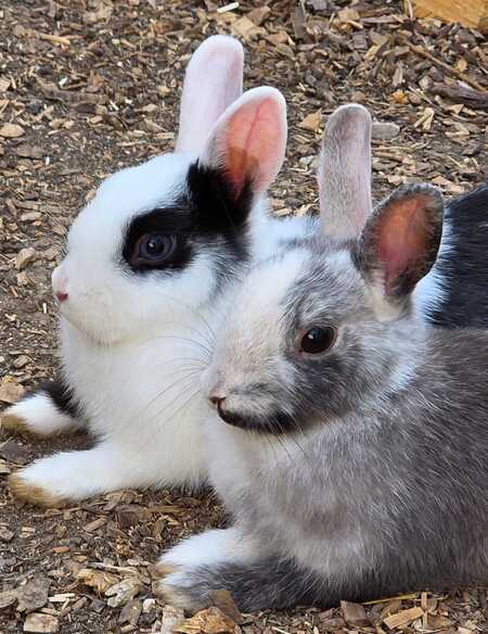 Adopter POIRE et PASTEQUE