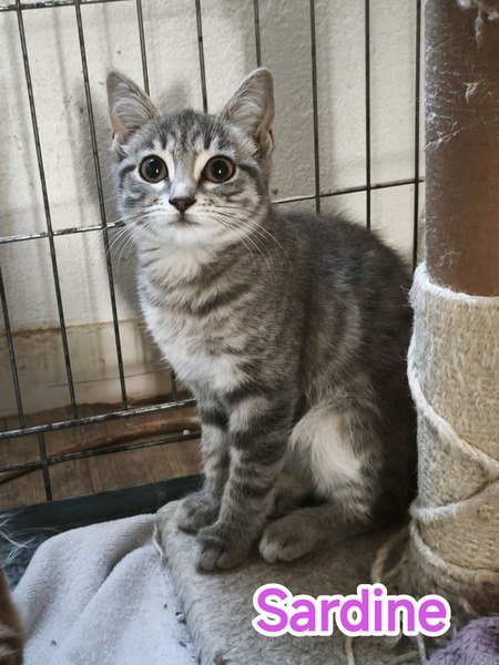 Adopter Sardine