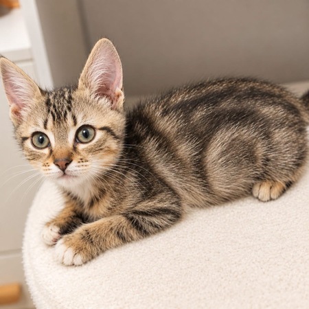 Adopter Rosie