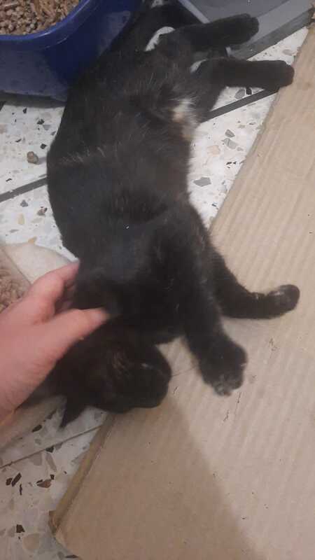 Adopter Brume