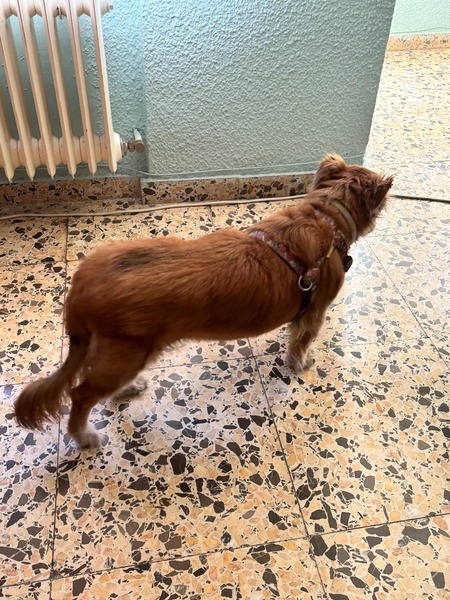 Adopter Linda