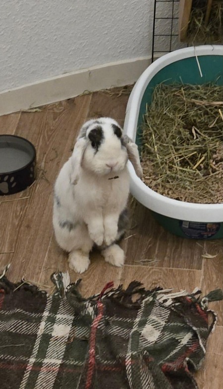 Adopter Winnie