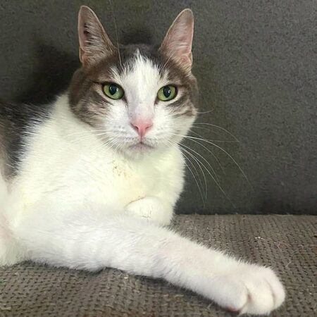 Adopter Aurore 