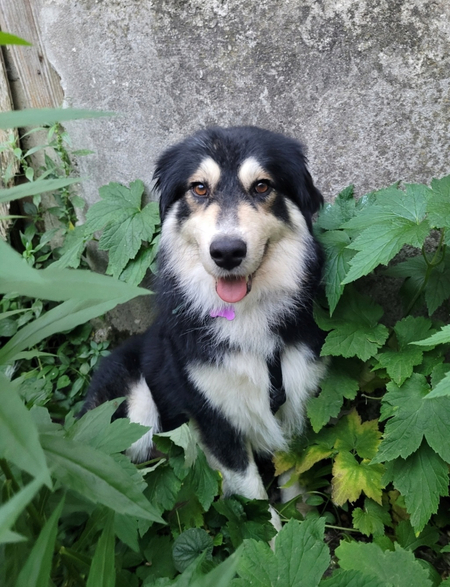 Adopter Nyssen