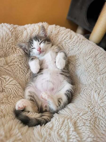 Adopter Alvin