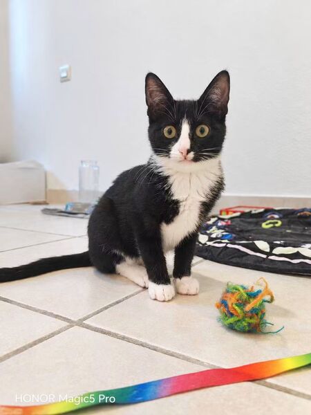Adopter Bamboche