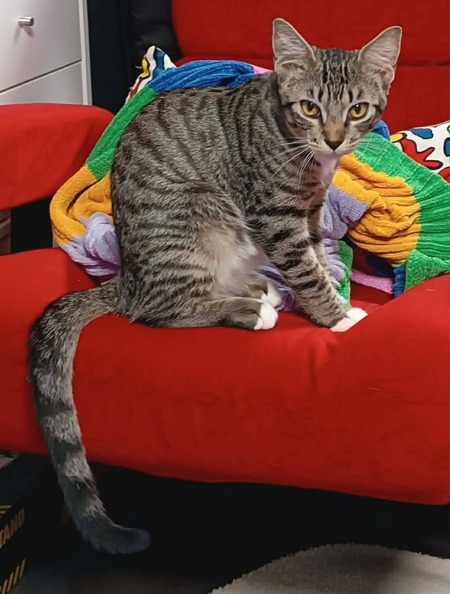 Adopter Biscoff